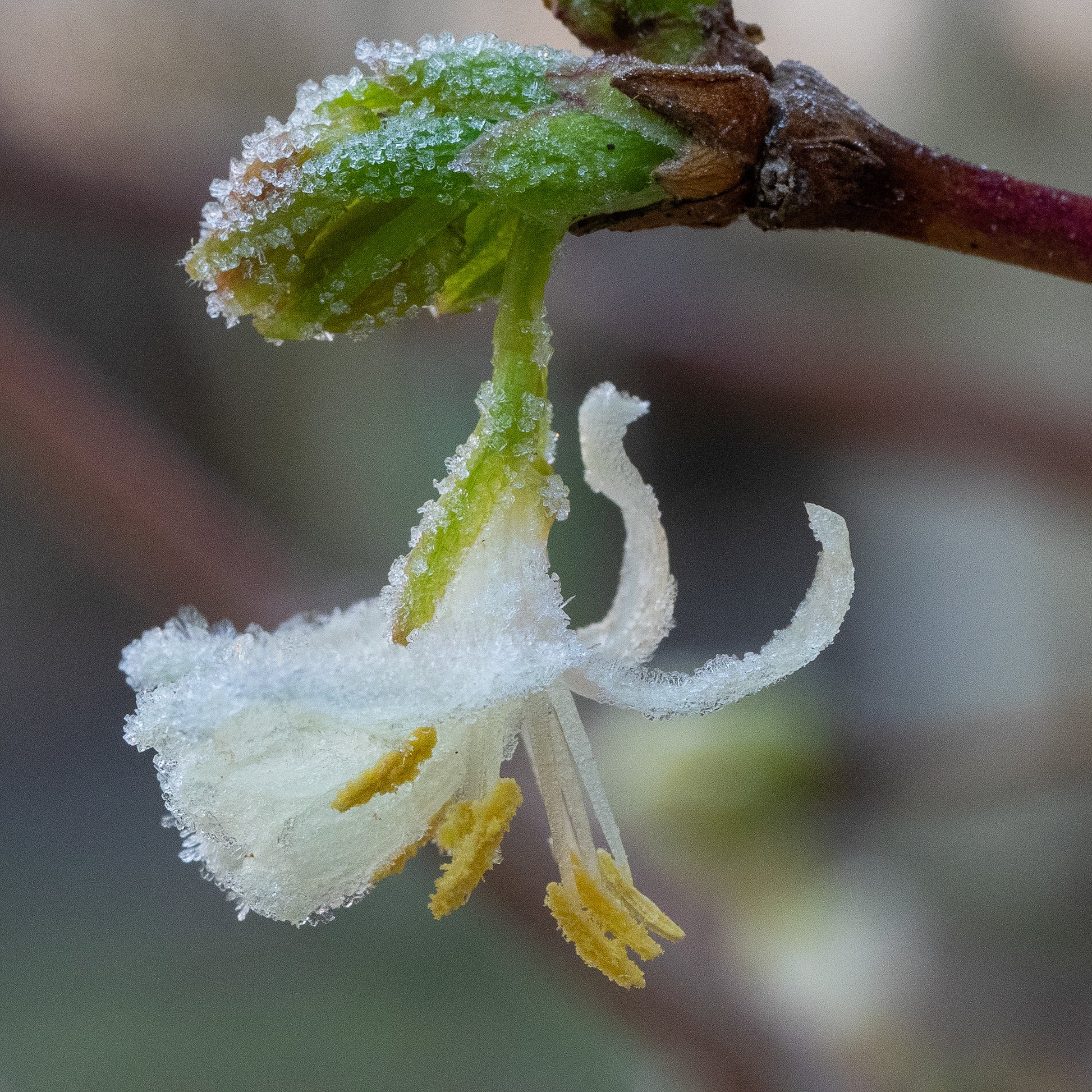 Lonicera x purpusii 'Winter Beauty' - Hardy's Cottage Garden Plants