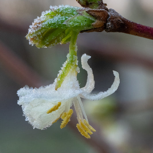 Lonicera x purpusii 'Winter Beauty'