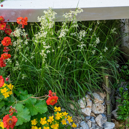 Luzula nivea - Hardy's Cottage Garden Plants
