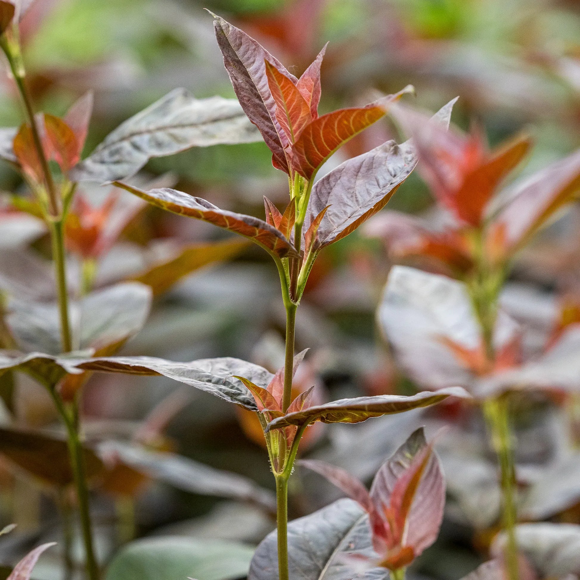 Lysimachia ciliata 'Firecracker' — close-up of deep purple and copper-red lance-shaped foliage on upright stems