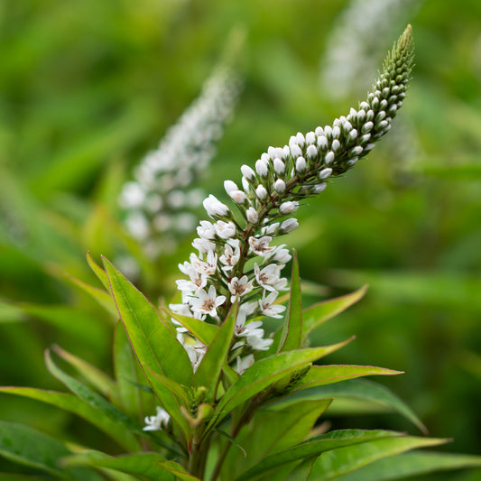 Lysimachia clethroides