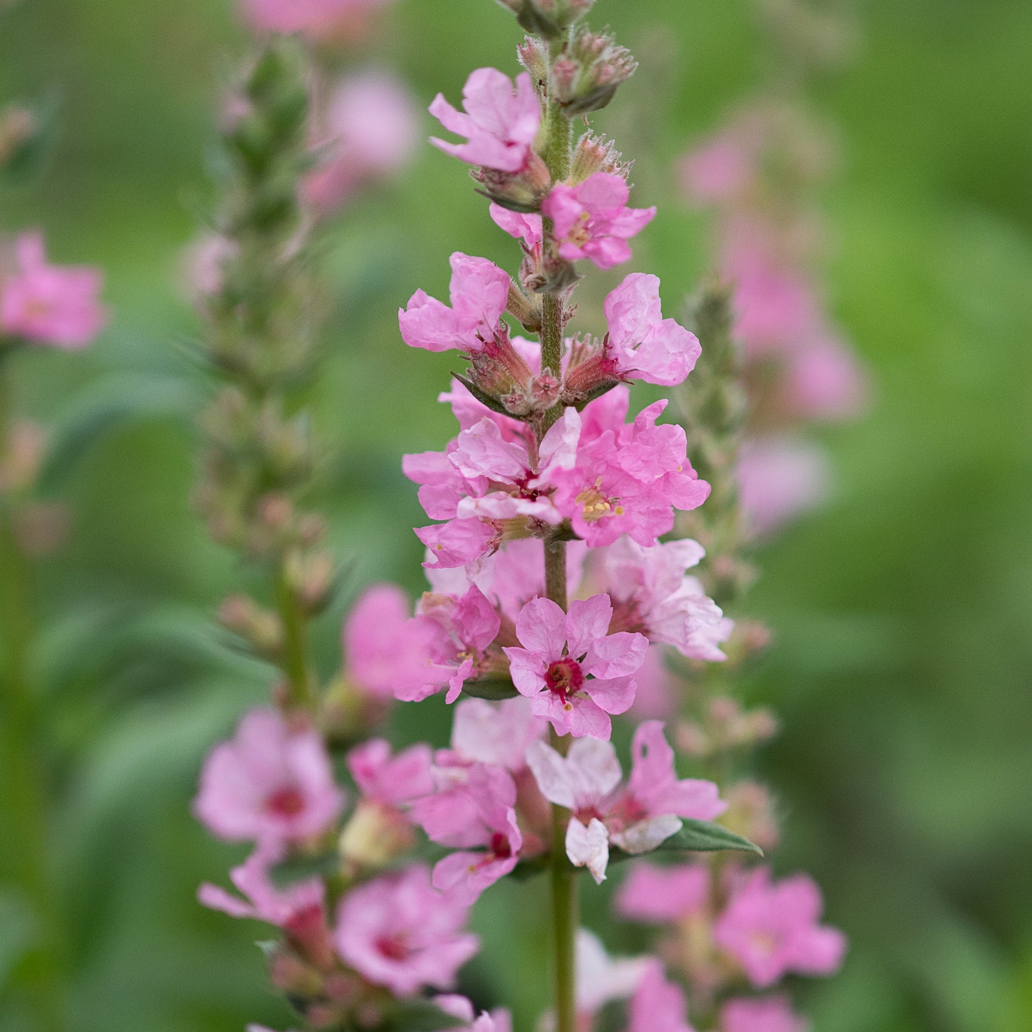 Lythrum salicaria 'Blush' - Hardy's Cottage Garden Plants