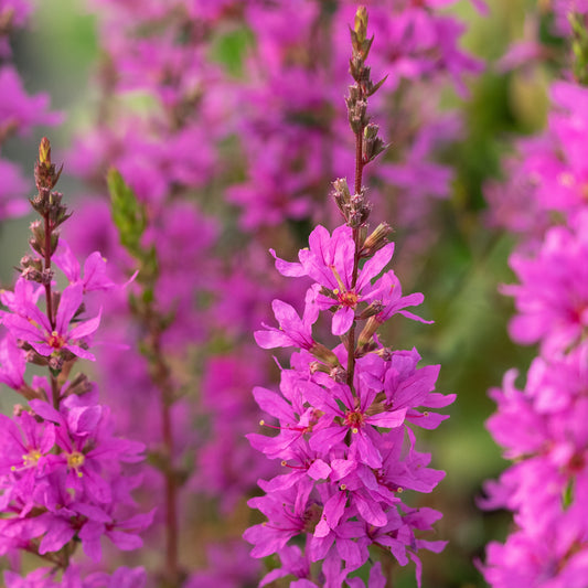 Lythrum virgatum 'Dropmore Purple'