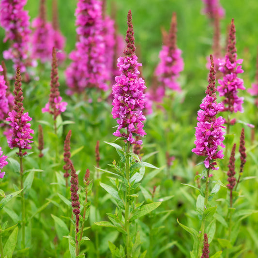 Lythrum salicaria 'Robert'