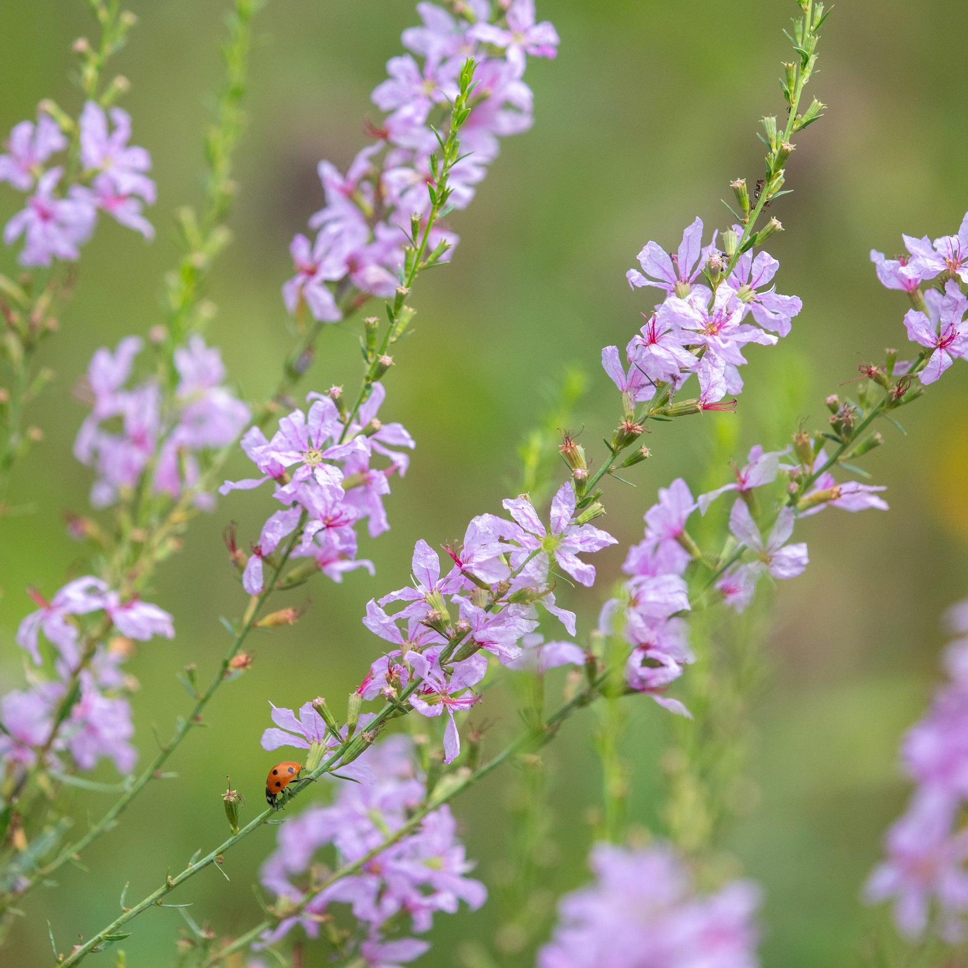 plant lythrum Lythrum salicaria 'Lilac Swirl' – Hardy's Cottage Garden Plants