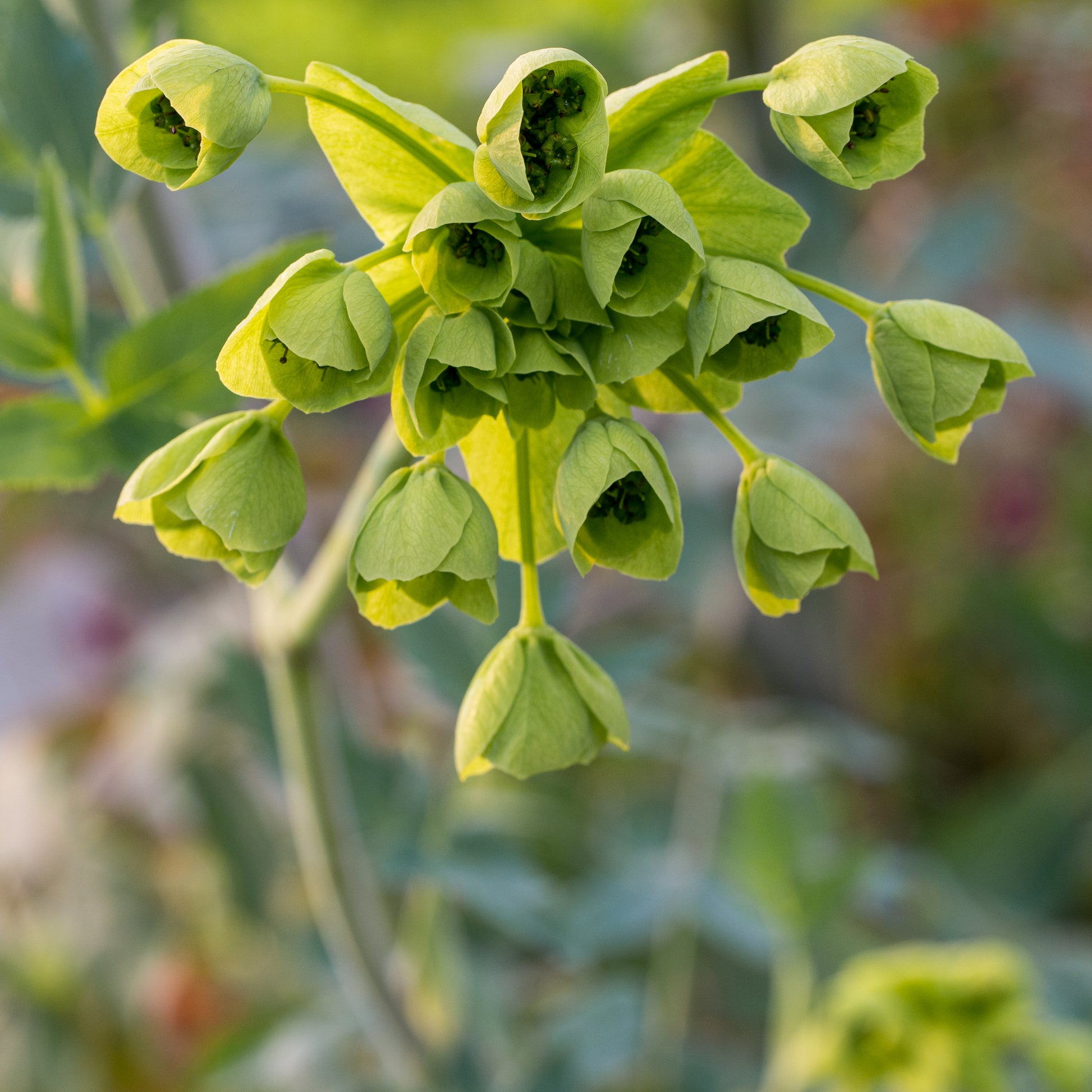 Mathiasella bupleuroides 'Green Dream' - Hardy's Cottage Garden Plants