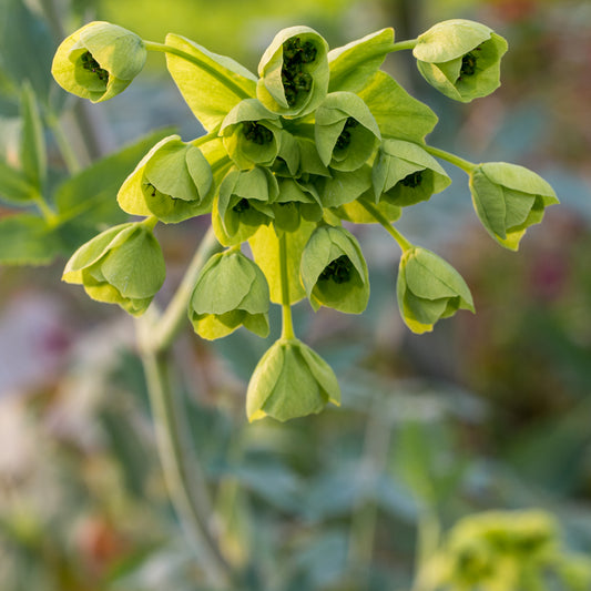 Mathiasella bupleuroides 'Green Dream'