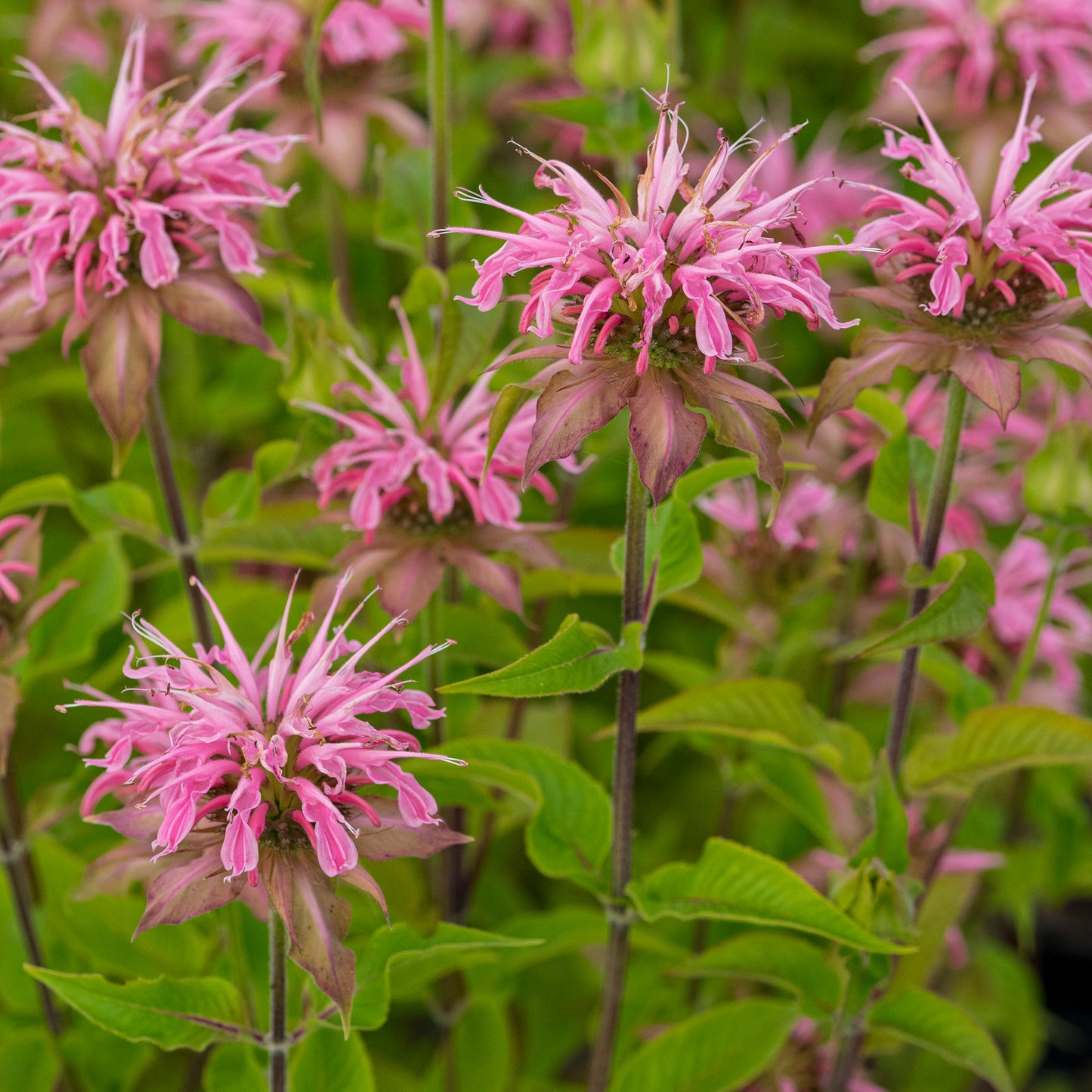 Monarda 'Croftway Pink' - Hardy's Cottage Garden Plants