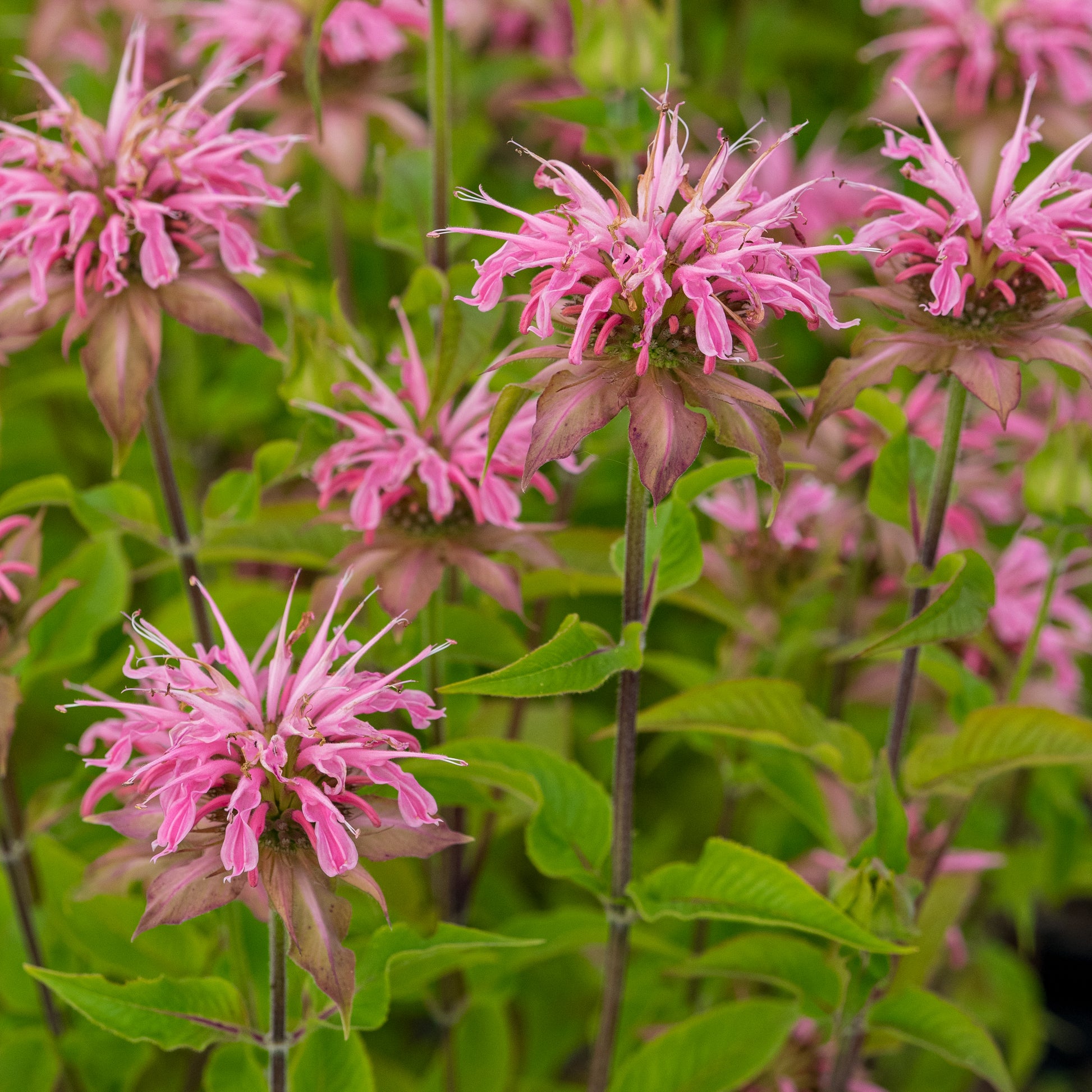 Monarda 'Croftway Pink' - Hardy's Cottage Garden Plants