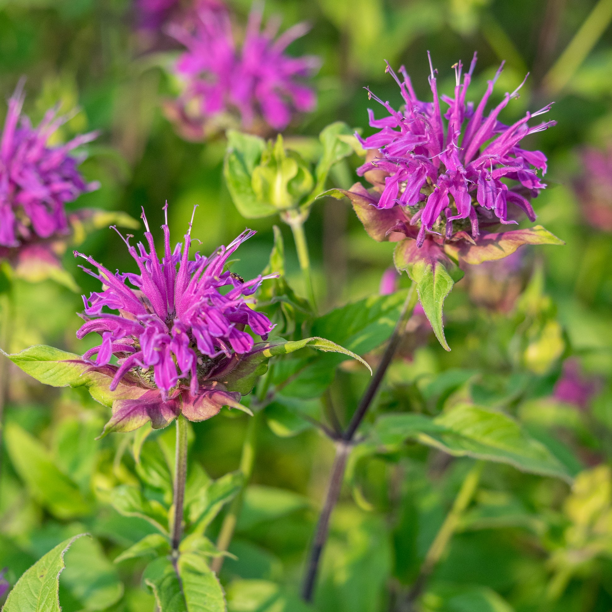 Monarda 'Prarienacht' - Hardy's Cottage Garden Plants