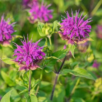 Monarda 'Prarienacht' - Hardy's Cottage Garden Plants