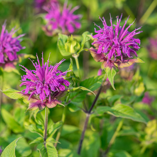 Monarda 'Prarienacht'