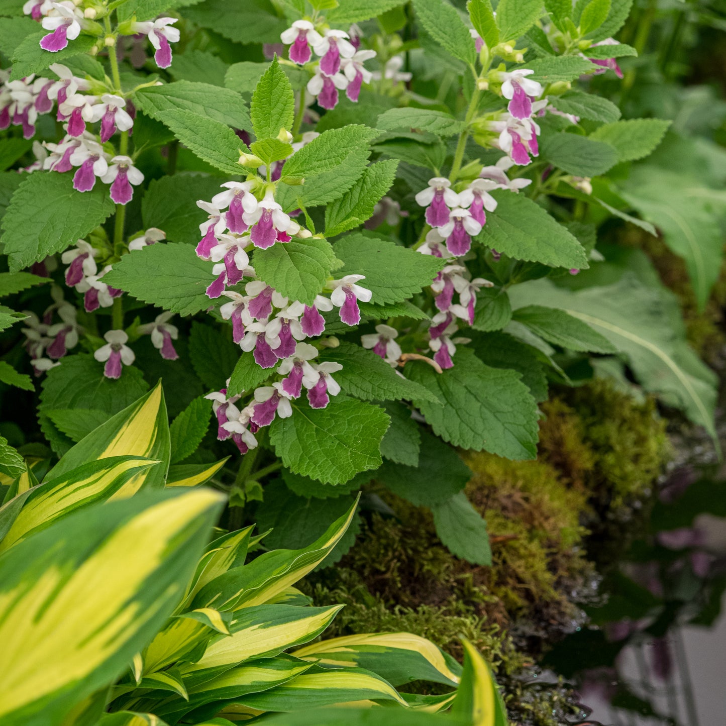 Melittis melissophyllum 'Royal Velvet Distinction' PBR
