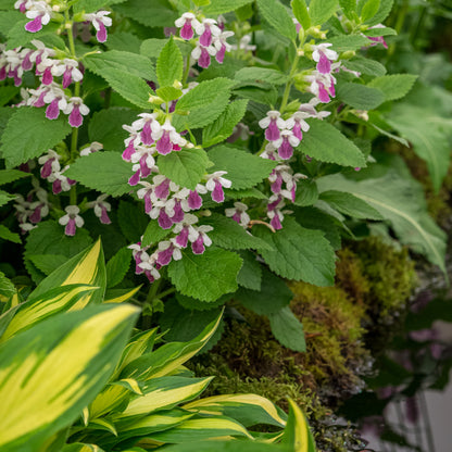 Melittis melissophyllum 'Royal Velvet Distinction' PBR - Hardy's Cottage Garden Plants