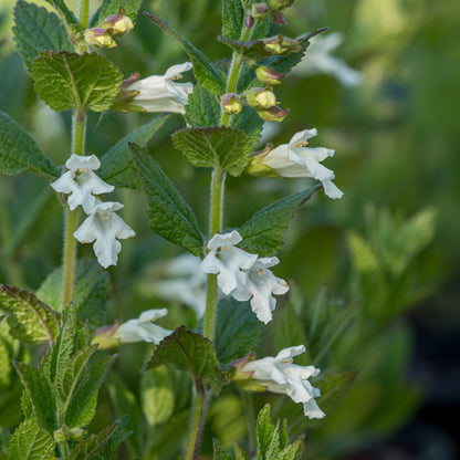 Melittis melissophyllum white-flowered - Hardy's Cottage Garden Plants
