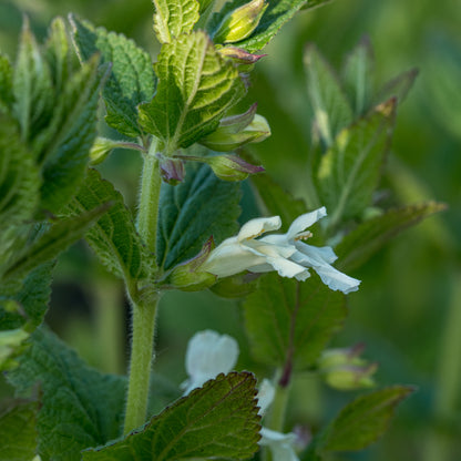 Melittis melissophyllum white-flowered - Hardy's Cottage Garden Plants