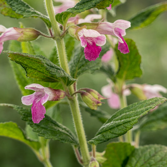 Melittis melissophyllum 'Cyclamenroze'