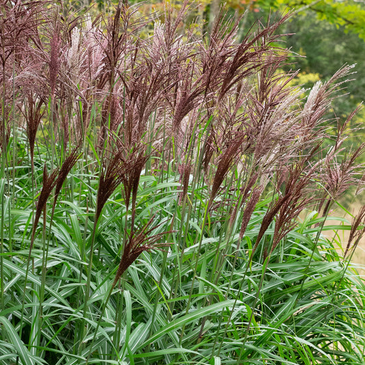 Grass in flower. Red plumes. Long narrow green leaves with silver midrib.