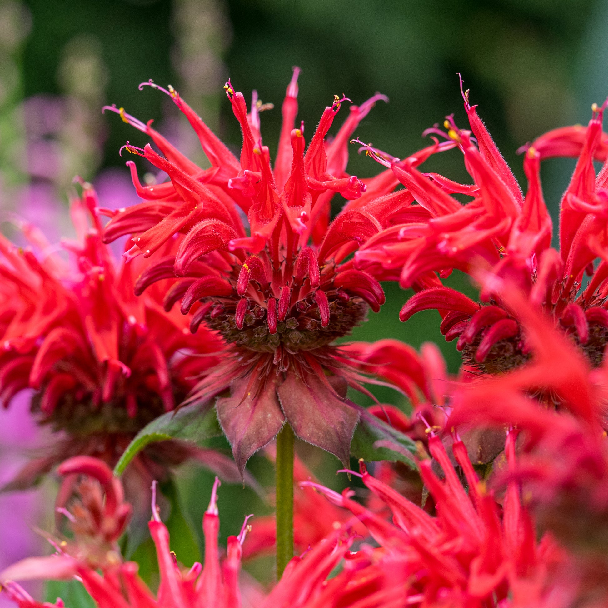 Monarda 'Cambridge Scarlet' - Hardy's Cottage Garden Plants