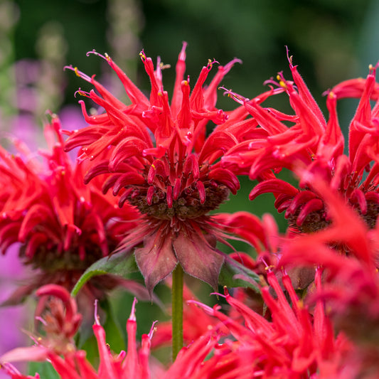 Monarda 'Cambridge Scarlet'