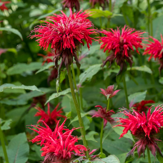 Monarda 'Gardenview Scarlet'