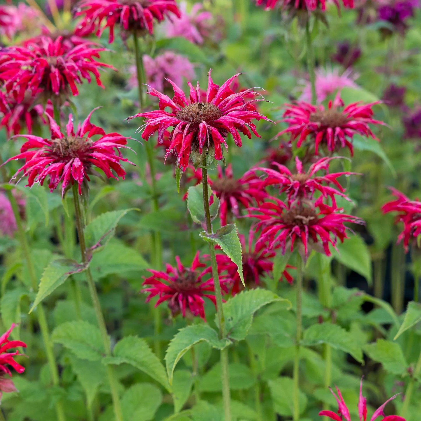 Monarda 'Jacob Cline' - Hardy's Cottage Garden Plants