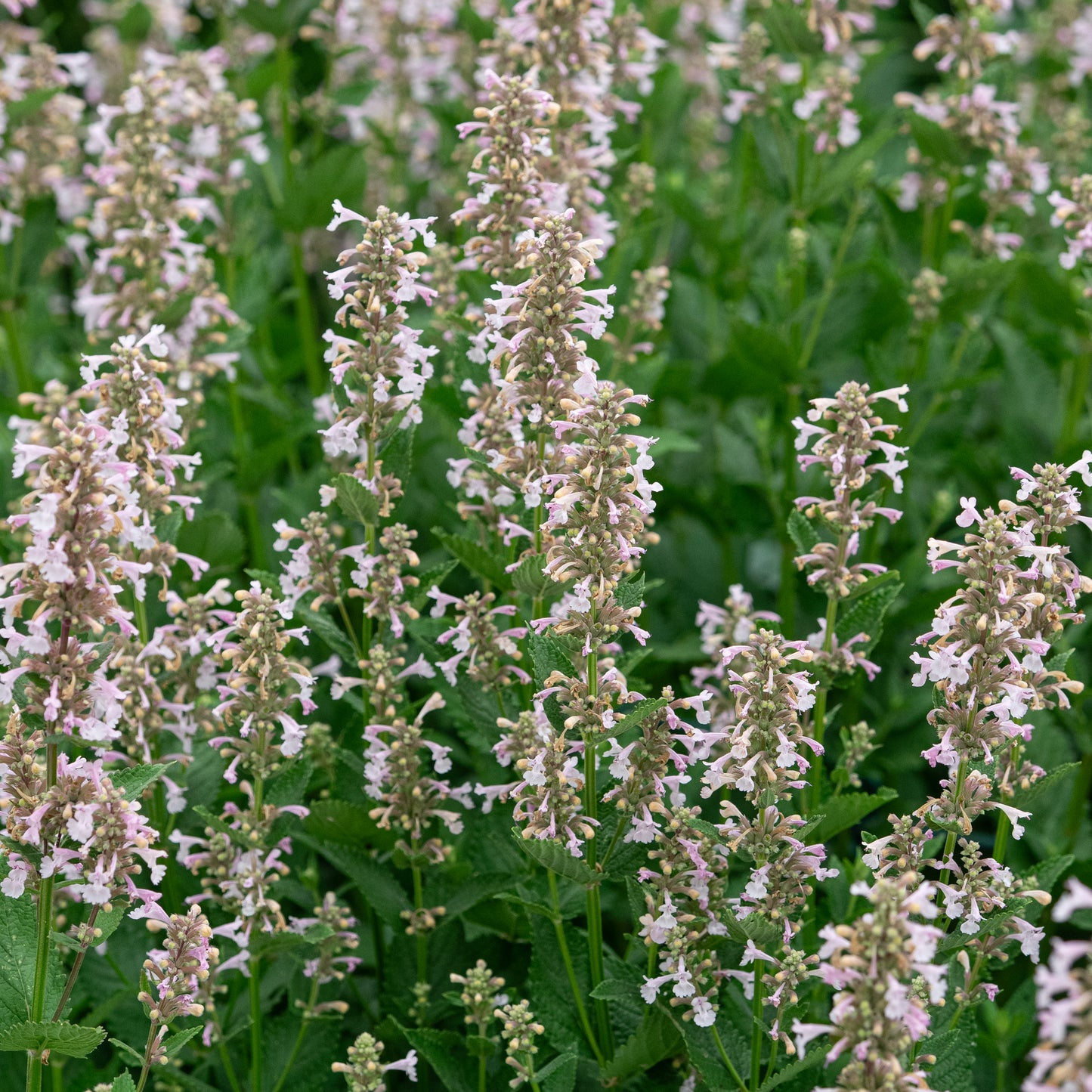 Nepeta grandiflora 'Dawn to Dusk' - Hardy's Cottage Garden Plants