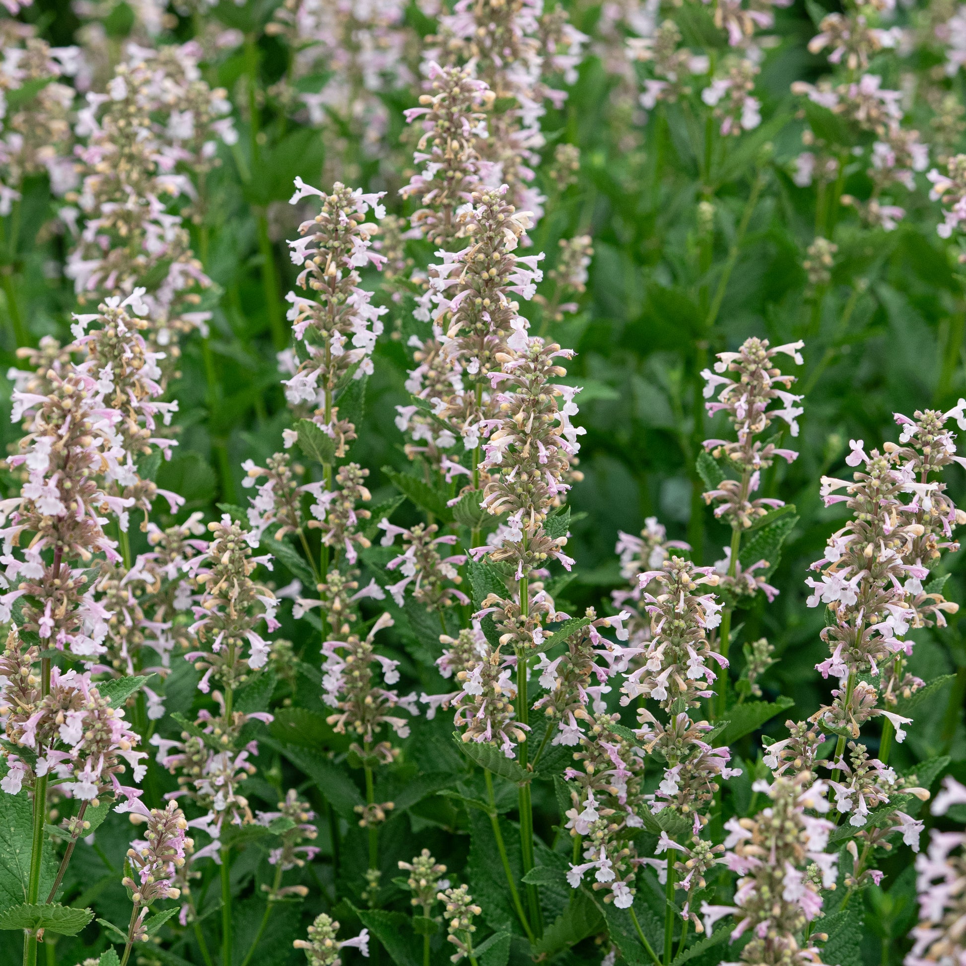 Nepeta grandiflora 'Dawn to Dusk' - Hardy's Cottage Garden Plants