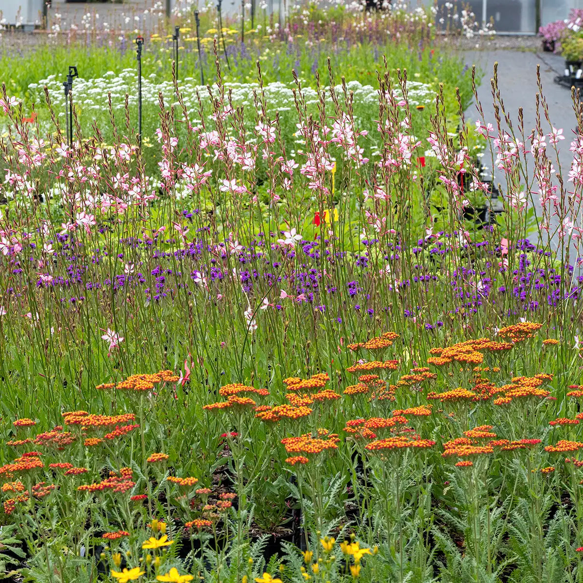 Behind the scenes tour - Hardy's Cottage Garden Plants