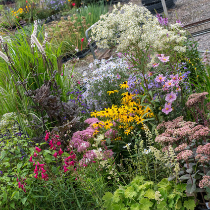 Ashwood Specialist Autumn Plant Fair