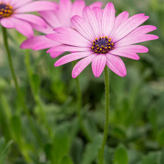 Osteospermum Hardy Pink - Hardy's Cottage Garden Plants