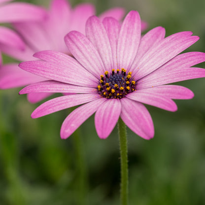 Osteospermum Hardy Pink - Hardy's Cottage Garden Plants