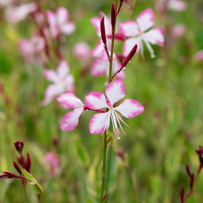 Oenothera-lindheimeri Freefolk Rosy ('Harrfolk') (G/v) - Hardy's Cottage Garden Plants