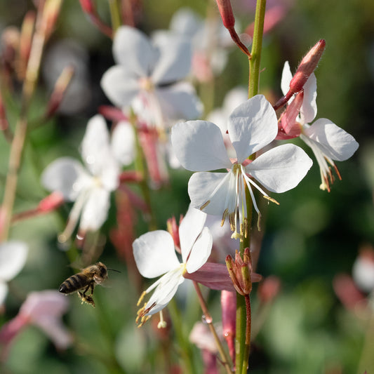 Oenothera Ice Cool Rosy ('Harcool') (G) - Hardy's Cottage Garden Plants