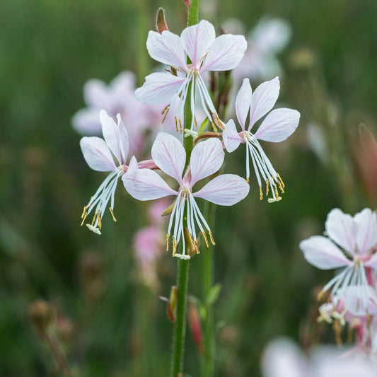 Oenothera 'Rose Fan' with soft pink fan-shaped flowers