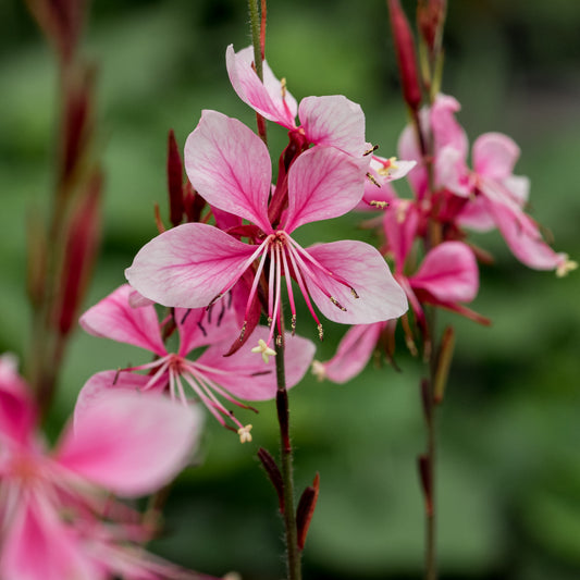 Oenothera Rosy Shimmers ('Harshim' PBR) (G)