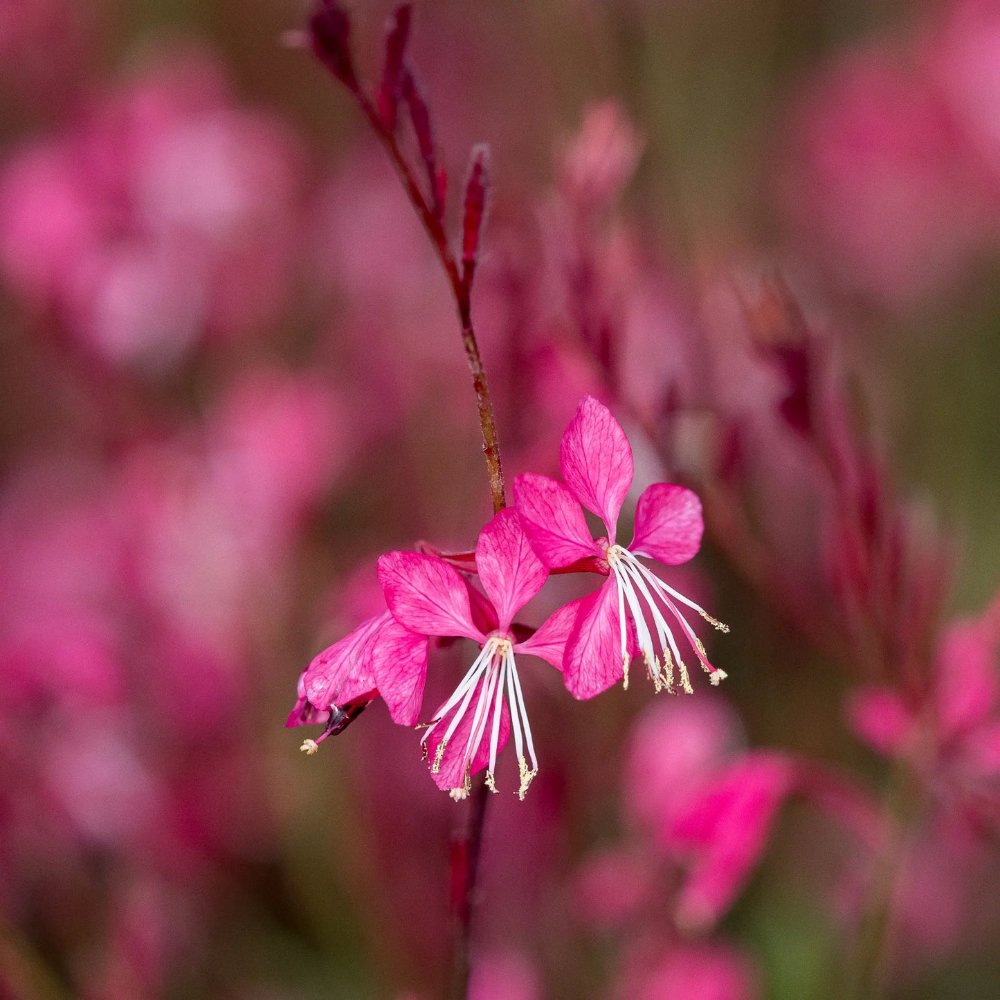 Oenothera lindheimeri 'Ruby Ruby' with dark pink-red flowers and purple foliage