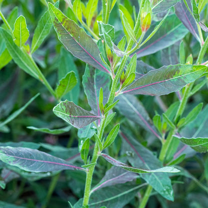 Oenothera 'Rose Fan' foliage with chocolate-brown leaves tipped with green, contrasting with soft pink flowers