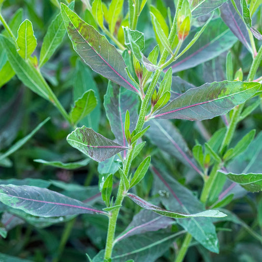 Oenothera 'Rose Fan' foliage with chocolate-brown leaves tipped with green, contrasting with soft pink flowers