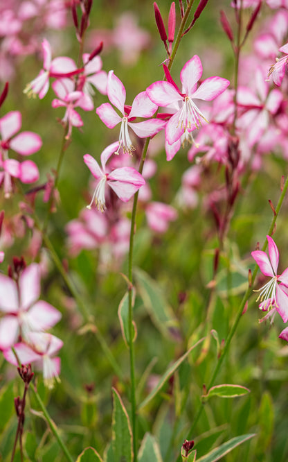 Oenothera-lindheimeri Freefolk Rosy ('Harrfolk') (G/v) - Hardy's Cottage Garden Plants