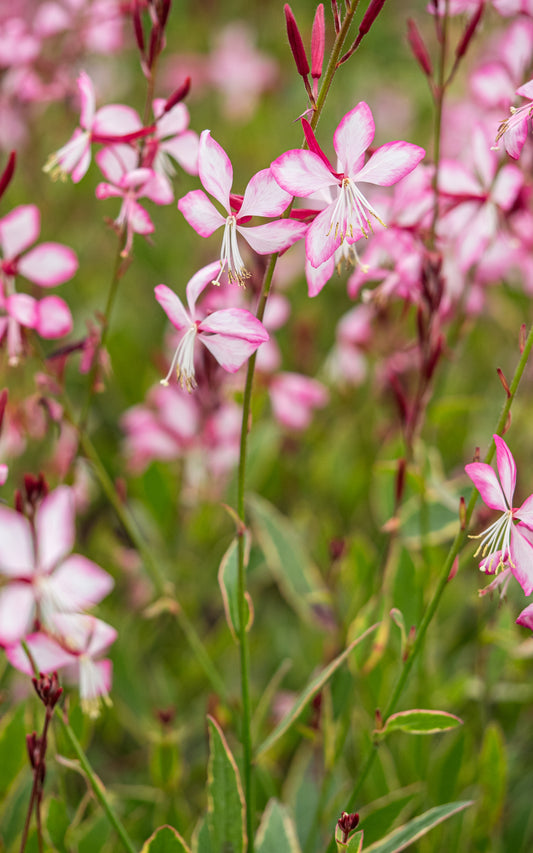 Oenothera-lindheimeri Freefolk Rosy ('Harrfolk') (G/v) - Hardy's Cottage Garden Plants