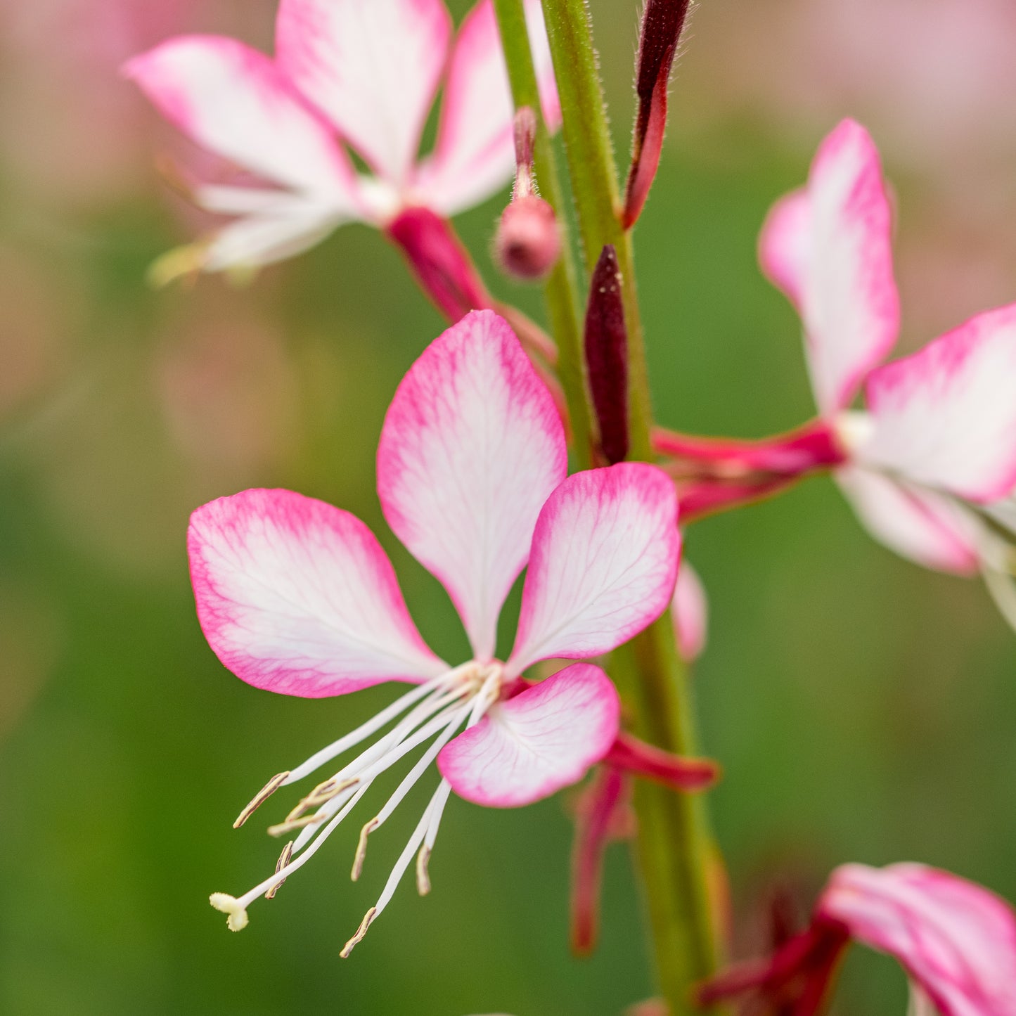 Oenothera lindheimeri Rosyjane ('Harrosy) PBR - Hardy's Cottage Garden Plants