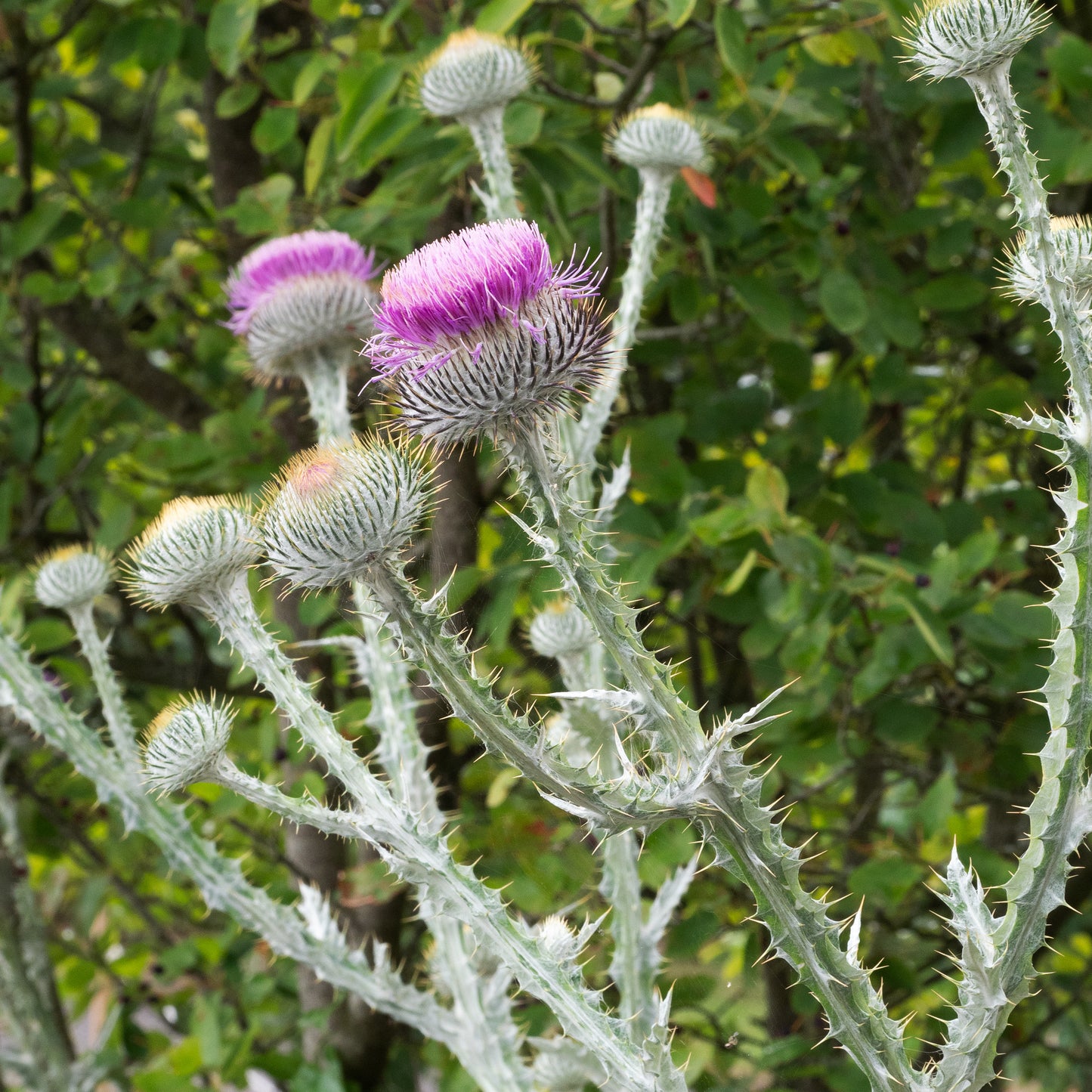 Onopordum acanthium