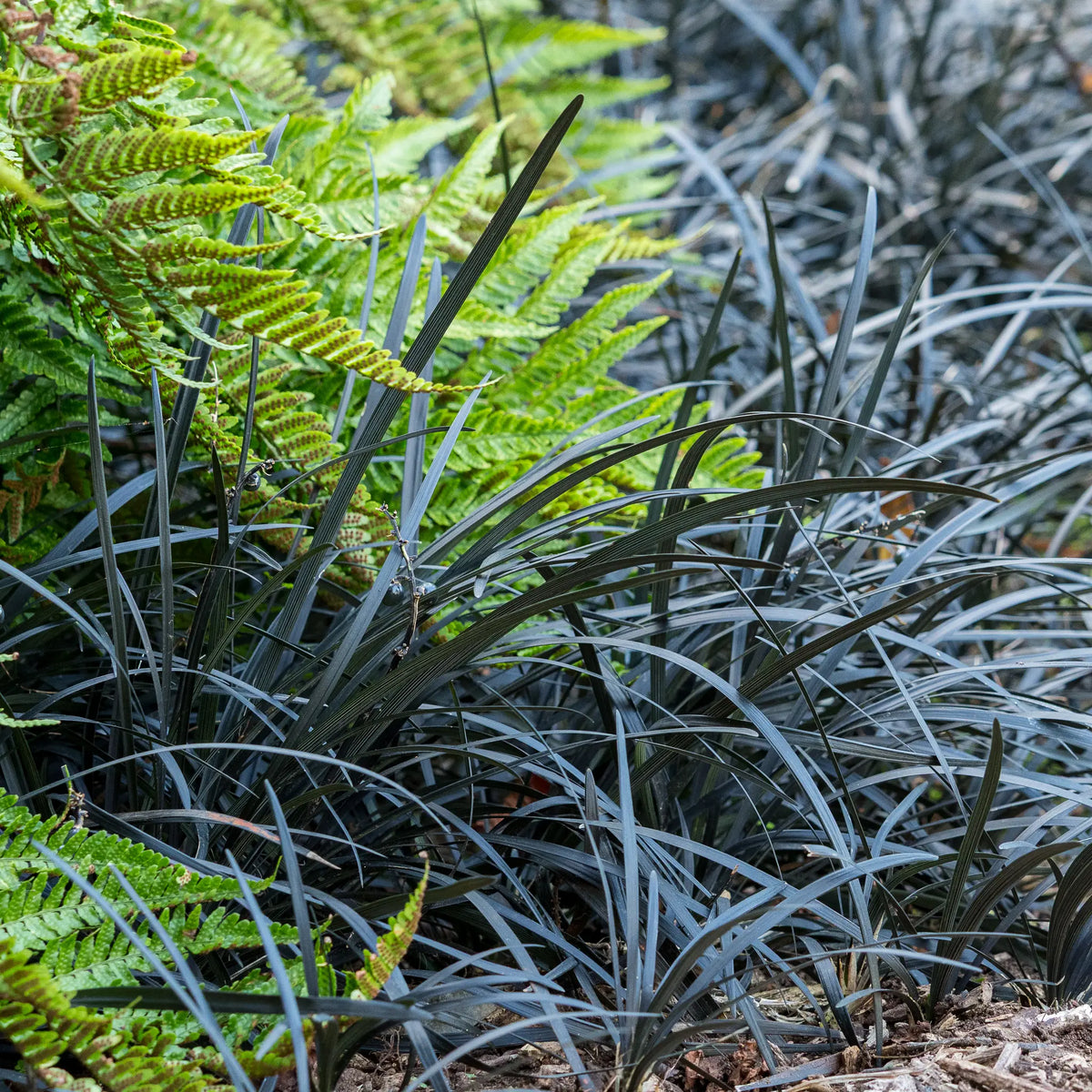 Ophiopogon planiscapus 'Kokuryu' - Hardy's Cottage Garden Plants