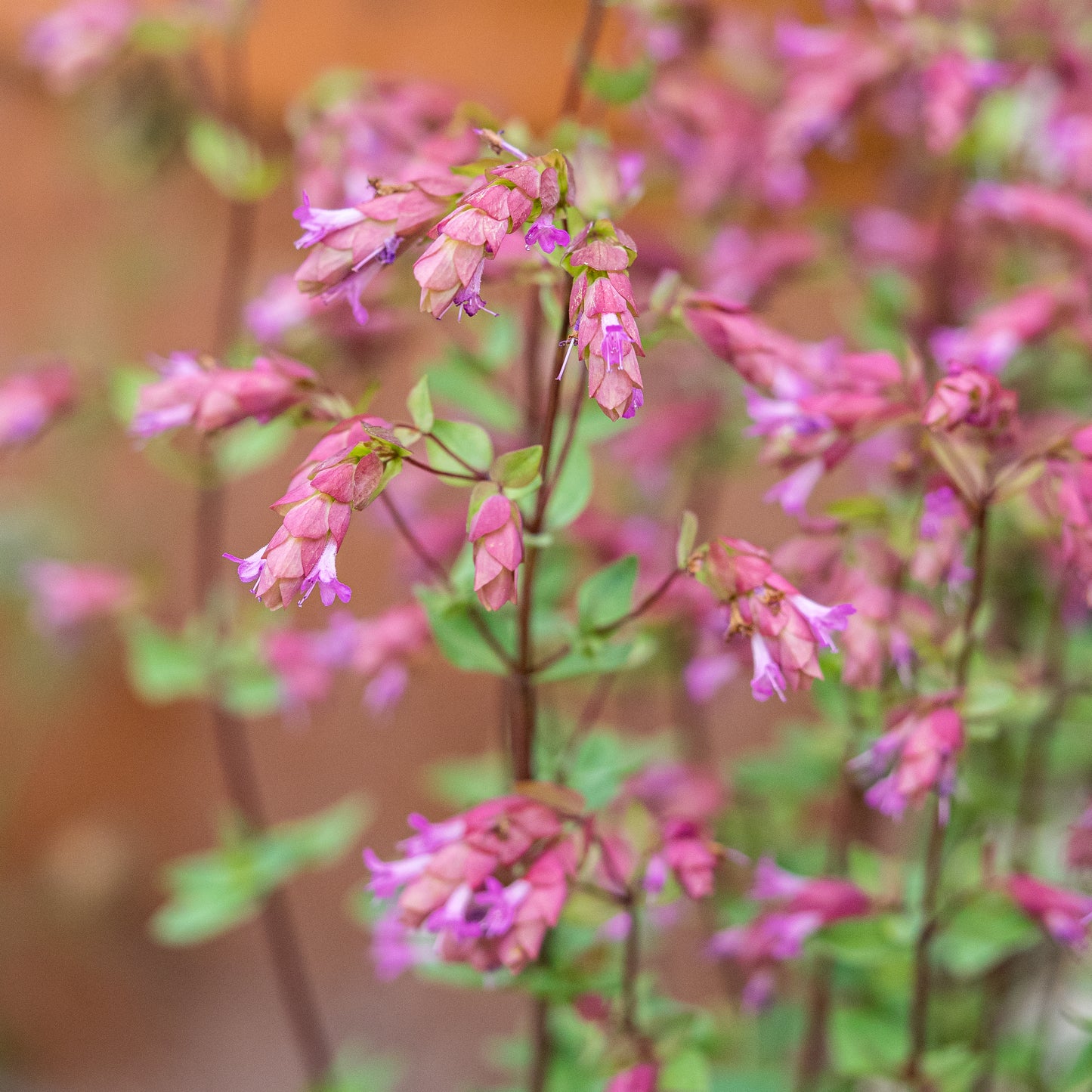 Origanum 'Bristol Cross' - Hardy's Cottage Garden Plants