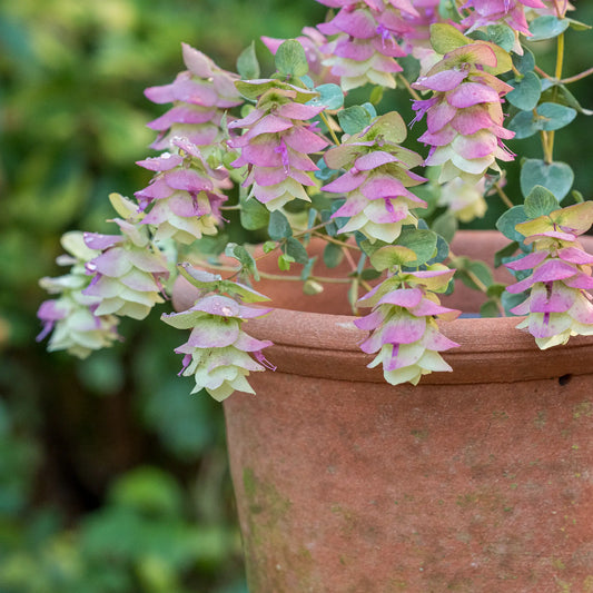 Origanum 'Kent Beauty' AGM - Hardy's Cottage Garden Plants