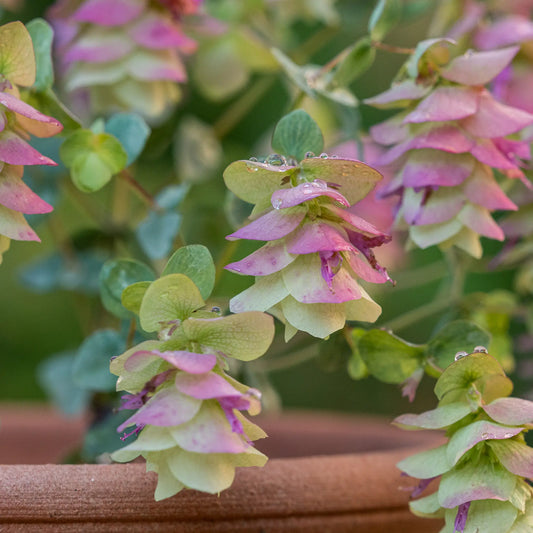 Origanum 'Kent Beauty' AGM - Hardy's Cottage Garden Plants