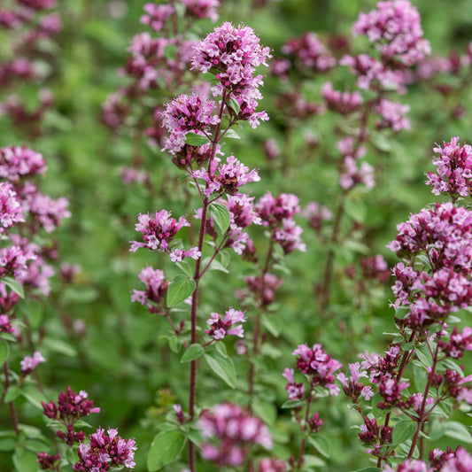 Origanum laevigatum