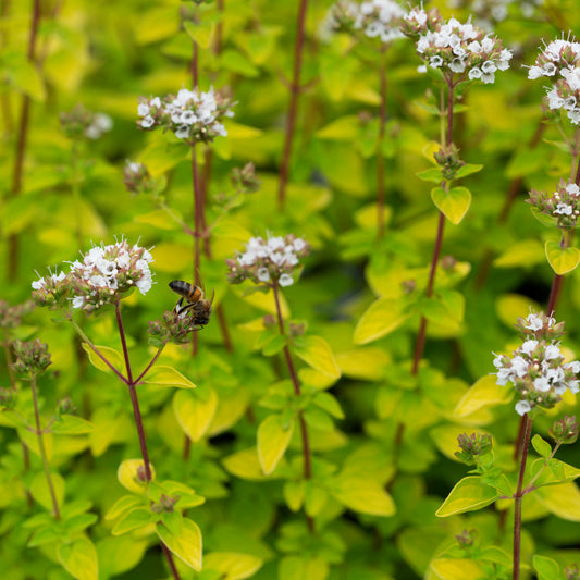 Origanum vulgare 'Aureum'