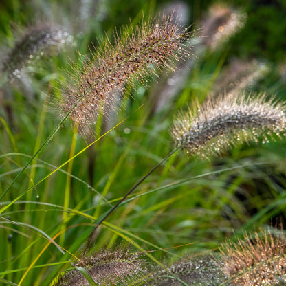Pennisetum alopecuroides 'Cassian's Choice' - Hardy's Cottage Garden Plants